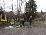 Wycinka drzew, karczowanie terenu - Zgierz, Łódź