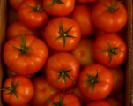 Pomidor szklarniowy