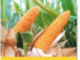 nasiona kukurydzy do siewu