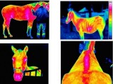Badanie termowizyjne zwierząt