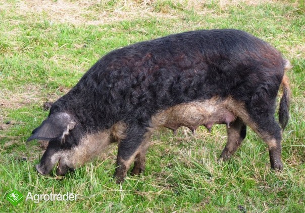 Prosięta Mangalica (Węgierska świnia pastwiskowa) - zdjęcie 2