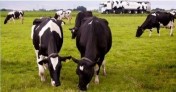 Krowy , pierwiastki, jałówki wysokocielne Holandia Niemcy Dania