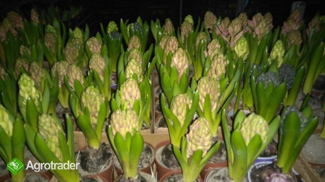 Producent sprzeda tulipany narcyze hiacynty - ceny hurtowe