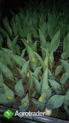 Producent sprzeda tulipany narcyze hiacynty - ceny hurtowe - zdjęcie 1