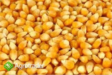 kukurydza paszowa w cenie 640 zł/t netto z dostawą do Wielkopolski
