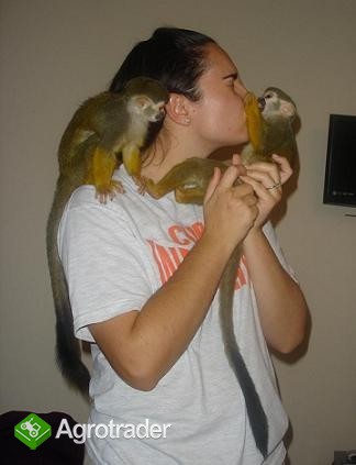 małpy kapucynki na sprzedaż
