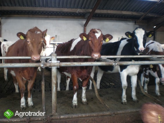 Krowy i jałówki HF holenderskie - zdjęcie 3
