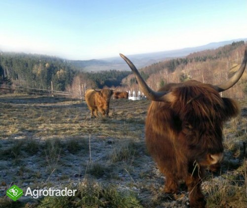 Jałówki i byki rasy Highland Cattle - Bydło Szkockie - zdjęcie 6