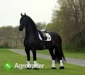 Koń na sprzedaż, fryzyjski klacz 5-letni - zdjęcie 1