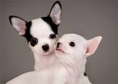 Gesunde Chihuahua Welpen zur Annahme)