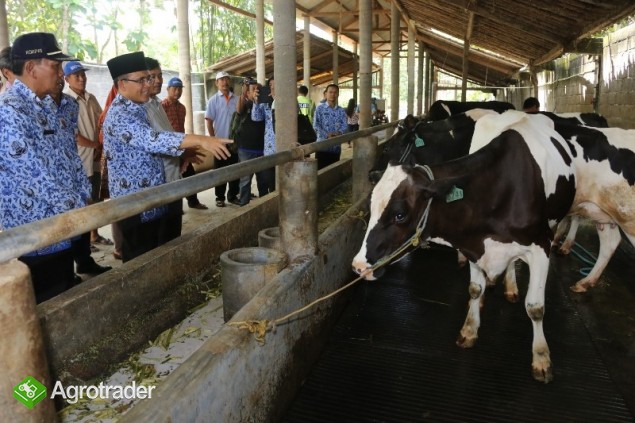 Holstein-Friesian Cow,Goats - zdjęcie 2