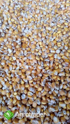 Kukurydza sucha na paszę - zdjęcie 4