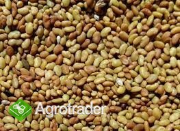 Lucerna siewna nasiona ziarno lucerka wieloletnia odmiana wysyłka