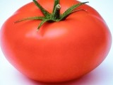Pomidory produkcja-export