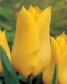 Cebule tulipanów YOKOHAMA 10zł za 1 kg