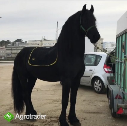 Piękna końska czarna klacz fryzyjska już dostępna - zdjęcie 2