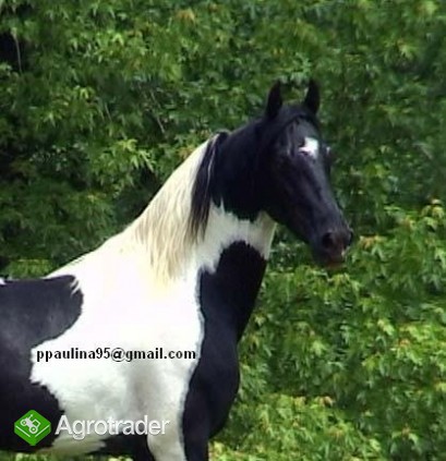 Piękne białe i czarne Pinto Ogier konia do przyjęc