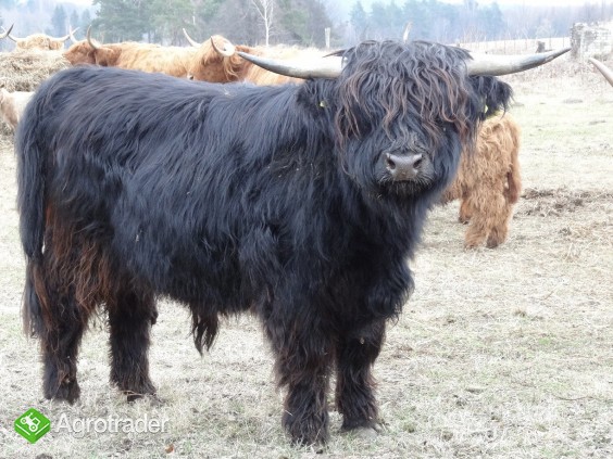 Byk Highland Cattle Szkockie Górskie Rozpłodowy Półtusza Wołowina - zdjęcie 1