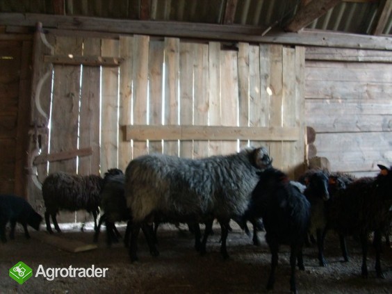 sprzedam owce wrzosówki - zdjęcie 3