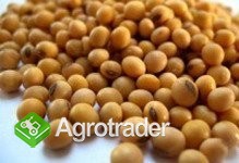 Sell flax, vetch, field peas, millet, soybeans, so - zdjęcie 5