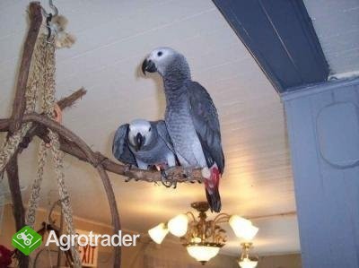 Szary afrykańskich papug mówić do rodziny miłością