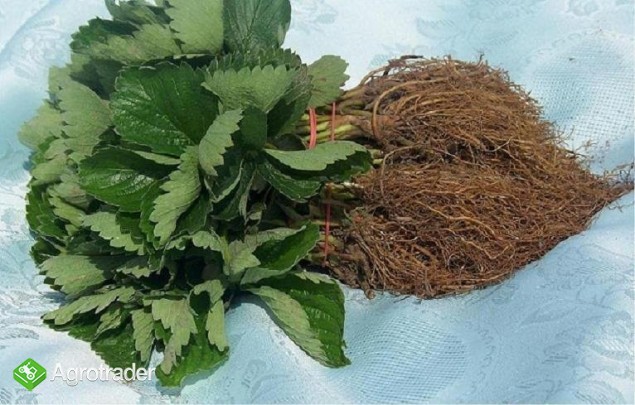 Sadzonki truskawek  Honeoye zielone i frigo z cert - zdjęcie 1