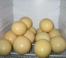 Jaja strusie z własnej hodowli