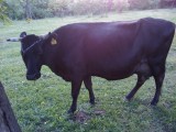 krowa rasy holenderskiej mleczna cielna