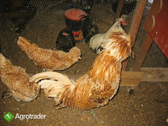 Jaja lęgowe, koguty, kury, chabo, silki, pawłowskie, czubatki, seramy - zdjęcie 2