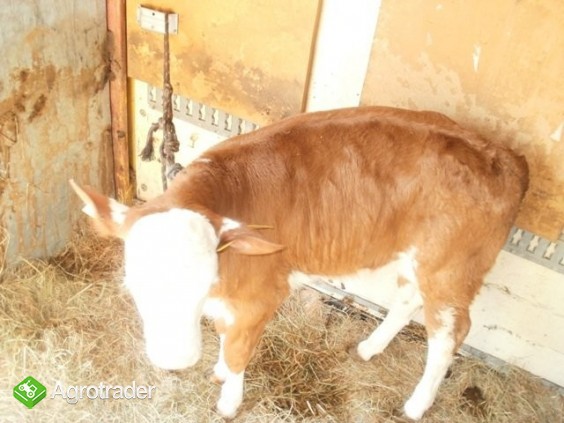 sprzedam byczki i jałóweczki - zdjęcie 2