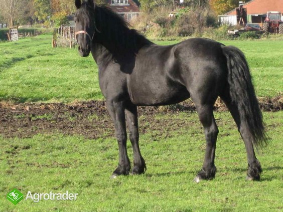 Kon Klacz fryzyjski fryzyjska fryz wysoka