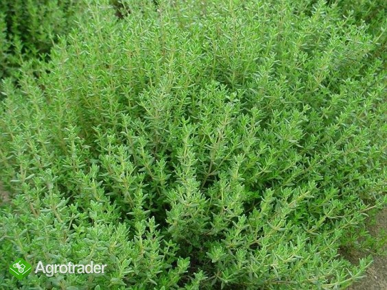 SPRZEDAM NASIONA TYMIANKU