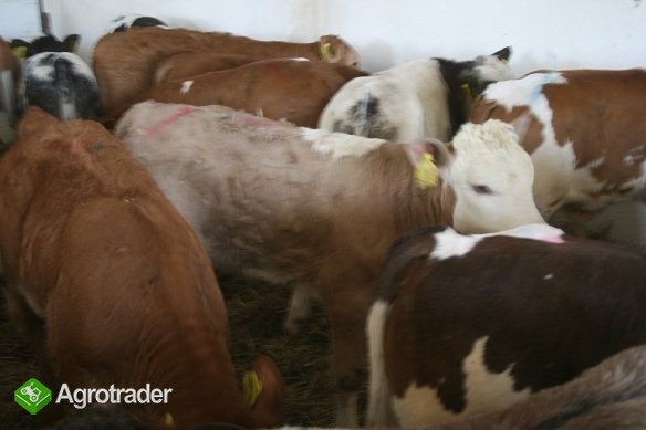 Sprzedaż Cieląt...Mięsnych... - zdjęcie 2