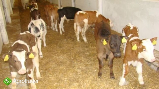 Cielęta Ras Mięsnych... - zdjęcie 4