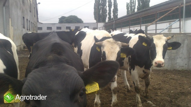 HF, Simmenthal, Montbeliarde, jałówki, krowy