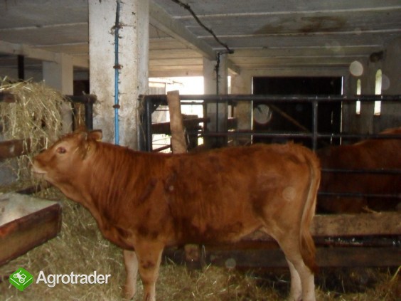 Sprzedam jałówkę rasy Limousine czystorasową.