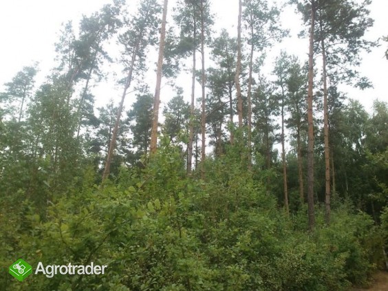 Do sprzedaży Las sosnowy 6,45ha gm. Drużbice - zdjęcie 4