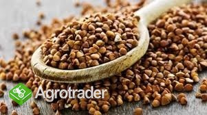 Kupie każdą ilość Soji