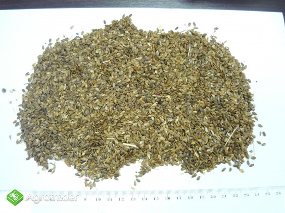 SPRZEDAM siemię lniane paszowe