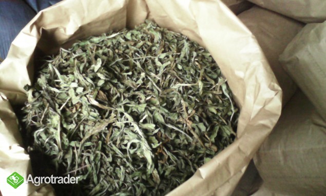 Babka lancetowata liść suszony