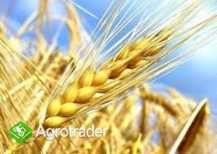 kupię jęczmień i inne zboże