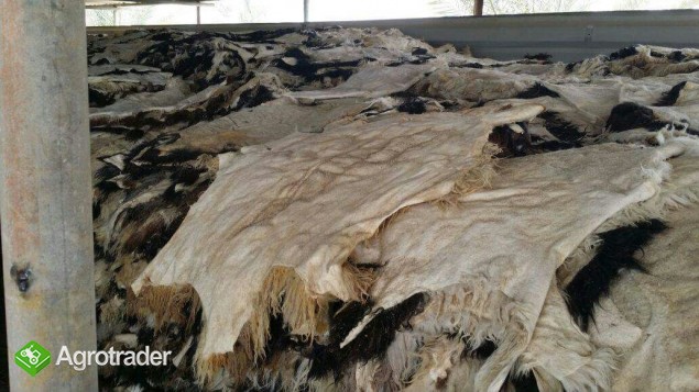 skóry owiec i kozy - zdjęcie 1