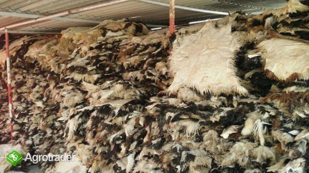 skóry owiec i kozy - zdjęcie 7