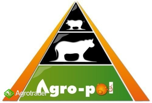 AGRO-POL :  Skupujemy BYDŁÓ