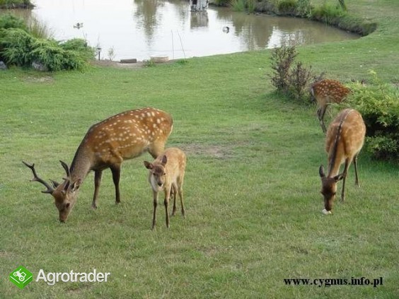 Jelenie sika - zdjęcie 4