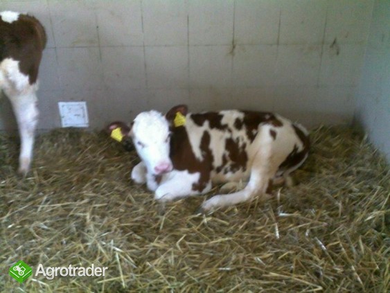 Cielęta mięsne Byczki Jałóweczki - zdjęcie 1