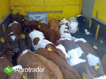 Cielęta mięsne Byczki Jałóweczki - zdjęcie 3