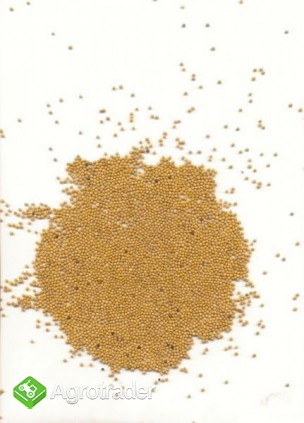 GORCZYCA BIAŁA 340EUR/TONA