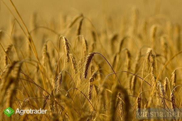 kupię jęczmień paszowy