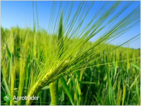 kupię jęczmień paszowy